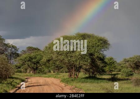 Eine Fuß-, Zelt- und Jeep-Safari durch Nordtansania am Ende der Regenzeit im Mai. Nationalparks Serengeti, Ngorongoro-Krater, Tarangire, Arusha und Lake Manyara. Rainbow im Tarangire National Park Stockfoto