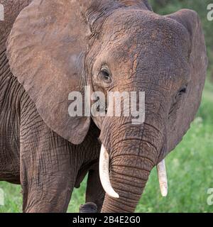 Eine Fuß-, Zelt- und Jeep-Safari durch Nordtansania am Ende der Regenzeit im Mai. Nationalparks Serengeti, Ngorongoro-Krater, Tarangire, Arusha und Lake Manyara. Elefant nah dran; Blick auf die Kamera Stockfoto