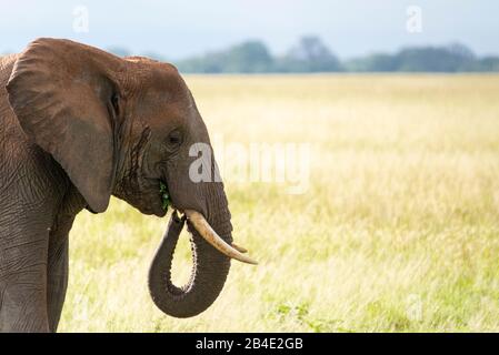 Eine Fuß-, Zelt- und Jeep-Safari durch Nordtansania am Ende der Regenzeit im Mai. Nationalparks Serengeti, Ngorongoro-Krater, Tarangire, Arusha und Lake Manyara. Elefant in der Savanne, Nahkopf. Stockfoto