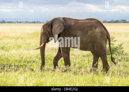 Eine Fuß-, Zelt- und Jeep-Safari durch Nordtansania am Ende der Regenzeit im Mai. Nationalparks Serengeti, Ngorongoro-Krater, Tarangire, Arusha und Lake Manyara. Elefant in der Savanne Stockfoto