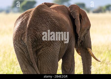 Eine Fuß-, Zelt- und Jeep-Safari durch Nordtansania am Ende der Regenzeit im Mai. Nationalparks Serengeti, Ngorongoro-Krater, Tarangire, Arusha und Lake Manyara. Elefant in der Savanne, Rückansicht Stockfoto