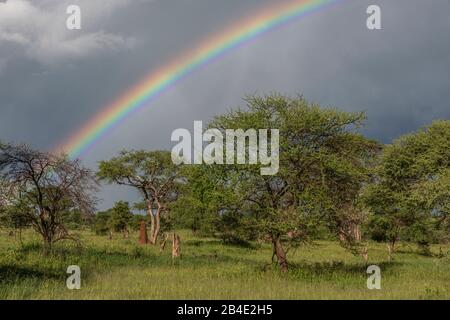 Eine Fuß-, Zelt- und Jeep-Safari durch Nordtansania am Ende der Regenzeit im Mai. Nationalparks Serengeti, Ngorongoro-Krater, Tarangire, Arusha und Lake Manyara. Rainbow im Tarangire National Park Stockfoto