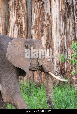 Eine Fuß-, Zelt- und Jeep-Safari durch Nordtansania am Ende der Regenzeit im Mai. Nationalparks Serengeti, Ngorongoro-Krater, Tarangire, Arusha und Lake Manyara. Elefant vor einem Baobab-Baumstamm (Baobab-Baum) Stockfoto