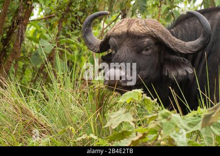 Eine Fuß-, Zelt- und Jeep-Safari durch Nordtansania am Ende der Regenzeit im Mai. Nationalparks Serengeti, Ngorongoro-Krater, Tarangire, Arusha und Lake Manyara. Kaffir-Büffel in den Büschen, ganz in der Nähe. Stockfoto
