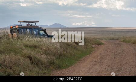 Eine Fuß-, Zelt- und Jeep-Safari durch Nordtansania am Ende der Regenzeit im Mai. Nationalparks Serengeti, Ngorongoro-Krater, Tarangire, Arusha und Lake Manyara. Fotografen in Jeep beobachten Tiere in der Serengeti Stockfoto