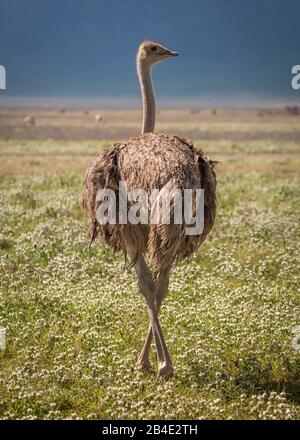 Eine Fuß-, Zelt- und Jeep-Safari durch Nordtansania am Ende der Regenzeit im Mai. Nationalparks Serengeti, Ngorongoro-Krater, Tarangire, Arusha und Lake Manyara. Afrikanischer Strauß in eleganter Pose. Stockfoto