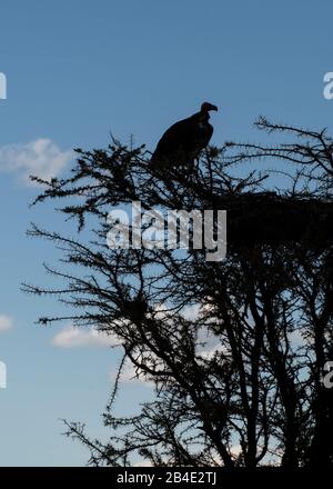 Eine Fuß-, Zelt- und Jeep-Safari durch Nordtansania am Ende der Regenzeit im Mai. Nationalparks Serengeti, Ngorongoro-Krater, Tarangire, Arusha und Lake Manyara. Geier an einem Baum mit Horste, Silhouette Stockfoto