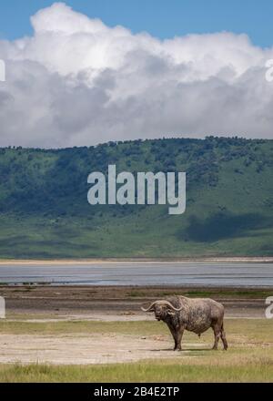 Eine Fuß-, Zelt- und Jeep-Safari durch Nordtansania am Ende der Regenzeit im Mai. Nationalparks Serengeti, Ngorongoro-Krater, Tarangire, Arusha und Lake Manyara. Kaffir-Büffel im Ngorongoro-Krater. Stockfoto