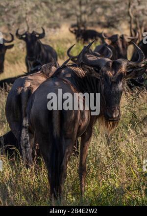 Eine Fuß-, Zelt- und Jeep-Safari durch Nordtansania am Ende der Regenzeit im Mai. Nationalparks Serengeti, Ngorongoro-Krater, Tarangire, Arusha und Lake Manyara. Herde des Wildebestes. Stockfoto