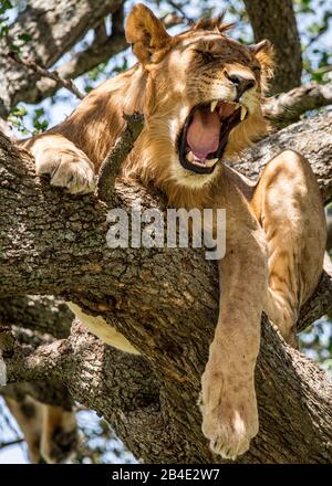 Eine Fuß-, Zelt- und Jeep-Safari durch Nordtansania am Ende der Regenzeit im Mai. Nationalparks Serengeti, Ngorongoro-Krater, Tarangire, Arusha und Lake Manyara. Löwen klettern auf Bäume und schlafen dort ... - in der Serengeti. Gähnender Baumlöwe. Stockfoto