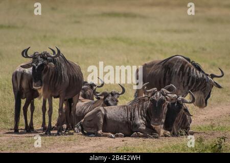 Eine Fuß-, Zelt- und Jeep-Safari durch Nordtansania am Ende der Regenzeit im Mai. Nationalparks Serengeti, Ngorongoro-Krater, Tarangire, Arusha und Lake Manyara. Eine Gruppe wildebester. Stockfoto