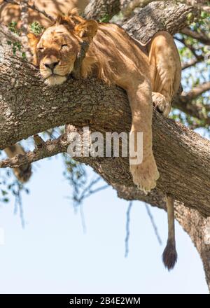 Eine Fuß-, Zelt- und Jeep-Safari durch Nordtansania am Ende der Regenzeit im Mai. Nationalparks Serengeti, Ngorongoro-Krater, Tarangire, Arusha und Lake Manyara. Löwen klettern auf Bäume und schlafen dort ... - in der Serengeti. Stockfoto