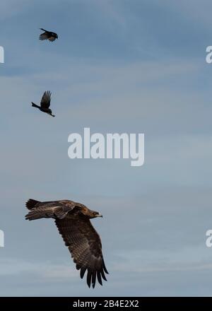 Eine Fuß-, Zelt- und Jeep-Safari durch Nordtansania am Ende der Regenzeit im Mai. Nationalparks Serengeti, Ngorongoro-Krater, Tarangire, Arusha und Lake Manyara. Greifvogel und zwei kleinere Vögel im Flug Stockfoto