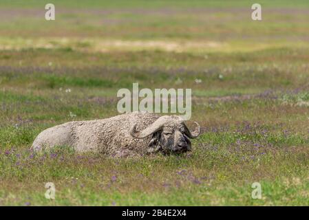 Eine Fuß-, Zelt- und Jeep-Safari durch Nordtansania am Ende der Regenzeit im Mai. Nationalparks Serengeti, Ngorongoro-Krater, Tarangire, Arusha und Lake Manyara. Kaffir-Büffel nach einem Schlammbad. Stockfoto