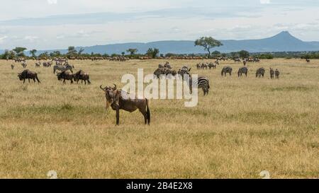 Eine Fuß-, Zelt- und Jeep-Safari durch Nordtansania am Ende der Regenzeit im Mai. Nationalparks Serengeti, Ngorongoro-Krater, Tarangire, Arusha und Lake Manyara. Wildebeest und Zebras in der Savanne Stockfoto