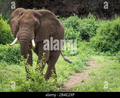 Eine Fuß-, Zelt- und Jeep-Safari durch Nordtansania am Ende der Regenzeit im Mai. Nationalparks Serengeti, Ngorongoro-Krater, Tarangire, Arusha und Lake Manyara. Elefant kommt aus den Büschen und blickt in die Kamera. Stockfoto