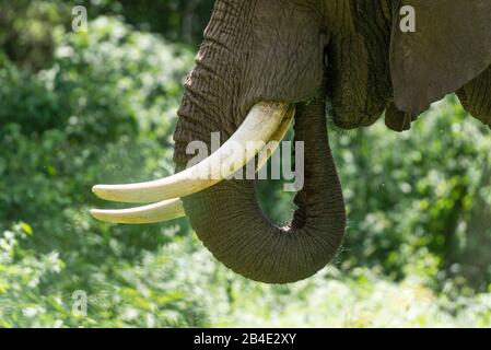 Eine Fuß-, Zelt- und Jeep-Safari durch Nordtansania am Ende der Regenzeit im Mai. Nationalparks Serengeti, Ngorongoro-Krater, Tarangire, Arusha und Lake Manyara. Elefantenfütterung, Nahaufnahme, Details: Rüssel und Tusken. Stockfoto