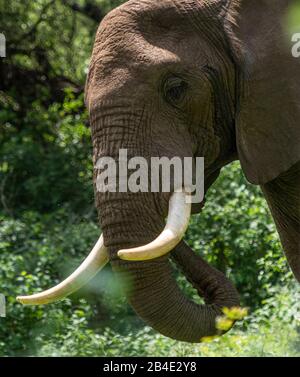 Eine Fuß-, Zelt- und Jeep-Safari durch Nordtansania am Ende der Regenzeit im Mai. Nationalparks Serengeti, Ngorongoro-Krater, Tarangire, Arusha und Lake Manyara. Elefant, Nahaufnahme: Kopf, Blick in die Kamera Stockfoto