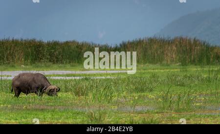 Eine Fuß-, Zelt- und Jeep-Safari durch Nordtansania am Ende der Regenzeit im Mai. Nationalparks Serengeti, Ngorongoro-Krater, Tarangire, Arusha und Lake Manyara. Kapbüffel. Stockfoto