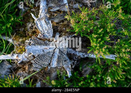 Deutschland, Schwarzwald, verwitterte Baumschicht. Stockfoto