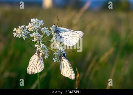 Baumweiß (Aporia crataegi), Schmetterling (Schmetterlinge) aus der Familie Weißlinge (Pieriae), Deutschland, Baden-Württemberg, Schwarzwald, Hornisgrinde Hochmoor. Stockfoto