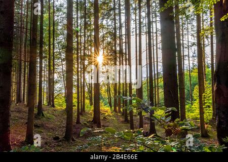 Mischwald mit Fichte (Picea abies) und Buche (Fagus sylvatica) in Backlight, Oberbayern, Deutschland, Europa Stockfoto