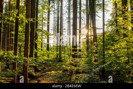 Mischwald mit Fichte (Picea abies) und Buche (Fagus sylvatica) in Backlight, Oberbayern, Deutschland, Europa Stockfoto