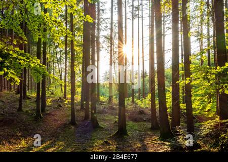 Mischwald mit Fichte (Picea abies) und Buche (Fagus sylvatica) in Backlight, Oberbayern, Deutschland, Europa Stockfoto