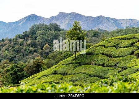 Indien, Kerala, Munnar, Teeplantage, Landschaft, Stockfoto