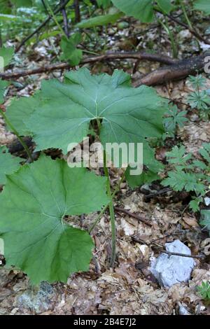 petasites albus - Wild Plant im Sommer erschossen. Stockfoto