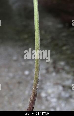 petasites albus - Wild Plant im Sommer erschossen. Stockfoto