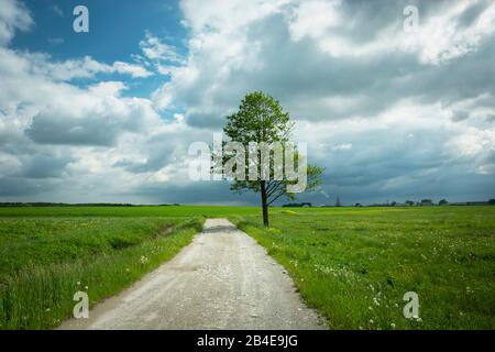 Einsamer Baum an einer Schuttstraße, grünen Wiesen und Wolken am blauen Himmel Stockfoto