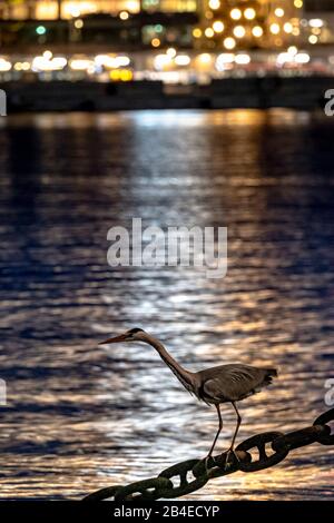 Great Blue Heron fischt nachts im Herzen Stockholms Stockfoto