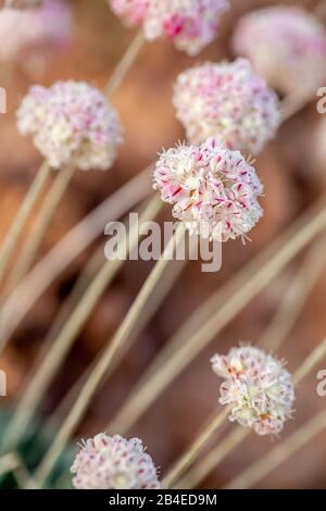 Kissen Buckwheat (Eriogonum ovalifolium) on Neck Spring Trail, Island in the Sky District, Canyonlands National Park, Utah USA Stockfoto