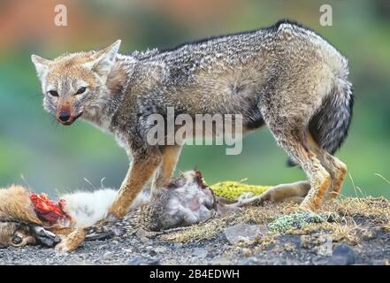 Patagonischer Graufuchs (Dusicyon griseus griseus) in der Nähe seiner getöteten Beute.Nationalpark Torres del Paine, Patagonien, Chile, Südamerika Stockfoto