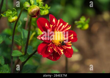 Eine Atemberaubende Blume mit Biene Stockfoto