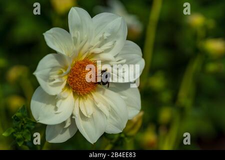 Eine Atemberaubende Blume mit Biene Stockfoto
