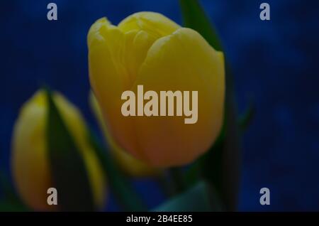 Gelbe Tulpen Nahaufnahme. Verschwommener Tulpenhintergrund. Naturblumen Blumenstrauß auf dunklem Hintergrund. Stockfoto