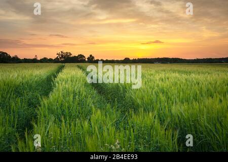 Spuren von Rädern in grünem Gerstenkorn und dem Himmel nach Sonnenuntergang Stockfoto