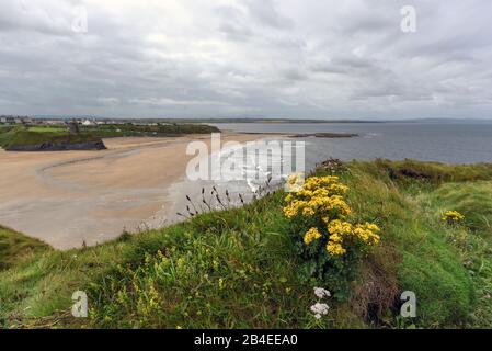 Irland, Kerry, Ballybunnion, Blick auf die menschenleere Strandbucht im Sommer an Irlands wilder Atlantikküste, eingerahmt von grünen Felsen und gelben Blumen im Vordergrund Stockfoto