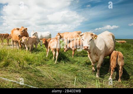 Landwirtschaft, Tierhaltung, Kuhherde auf der Weide, Rinderzüchtung Charolais, mit Kälbern Stockfoto