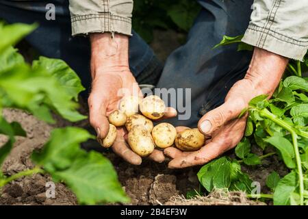 Landwirtschaft, Biobauernhof, Gartenbau, Gemüseanbau, Feldbau, Landwirt hält Kartoffeln in den Händen Stockfoto