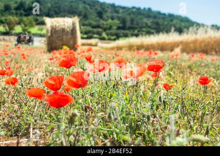 Landwirtschaft, Getreidefeld mit Strohballen, Traktor, Blumen, rotem Mohn Stockfoto