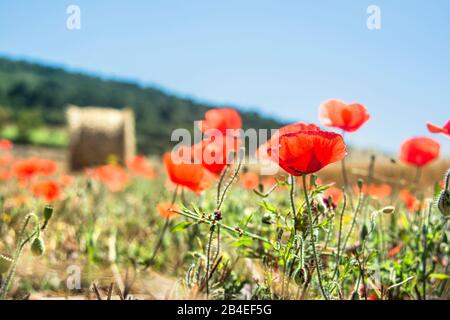 Landwirtschaft, Maisfeld, roter Mohn, Blüte, Nahaufnahme Stockfoto