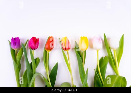 Bunte Tulpen, die in einer Reihe auf weißem Hintergrund mit Kopierbereich liegen Stockfoto