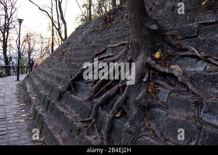 Baumwurzeln kleinfelige mosige Steintreppen die Wurzeln des Baumes wuchsen zu einer Steinmauer, Konzeptfoto nichts ist unmöglich Stockfoto