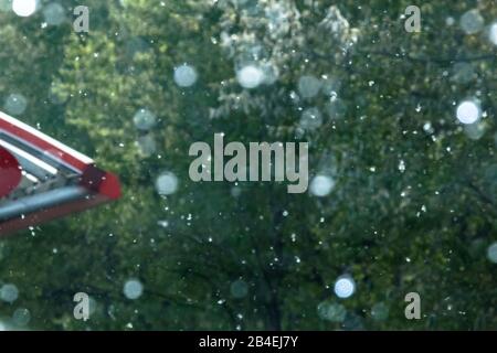 Flusen liegt am Straßenrand. Flauschige Baumsamen Pappel. Reproduktion von Bäumen. Stockfoto