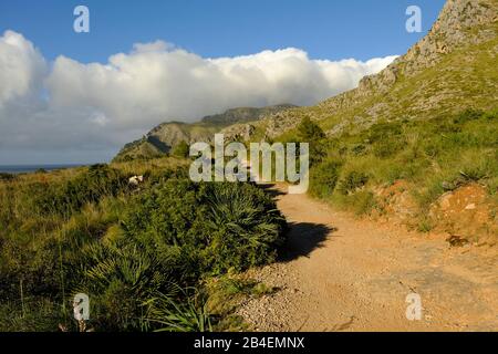 Landschaft und Klippen in der Nähe von Betlem auf der Halbinsel Llevant im Naturpark Llevant, Mallorca, Balearen, Spanien Stockfoto