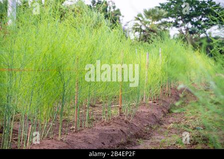 Pflanzen mit kleinen grünen Blättern Essbarer Asparagus, Gartenasparagus oder Asparagus Officinalis wachsen auf dem Feld und Pflanzen Gemüse und Agrikul An Stockfoto
