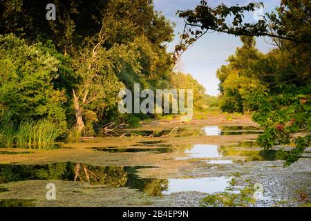 Wien, Wien, Oxbow Lake of River Donau (Donau) auf der Insel Donauinsel, Naturschutzgebiet Toter Grund im 22. Donaustadt, Wien, Österreich Stockfoto